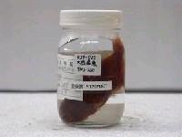 藏品(大齒斑鮃)的圖片